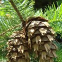 Pseudotsuga menziesii cones
